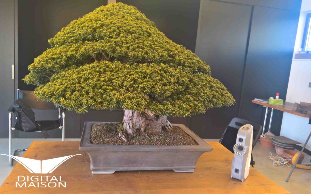 Digitalizzazione di un antico e prezioso bonsai