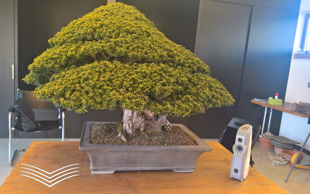 Digitalizzazione di un antico e prezioso bonsai