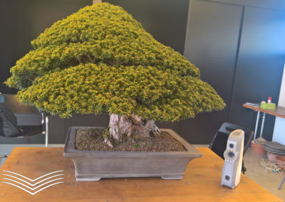 Digitalizzazione di un antico e prezioso bonsai