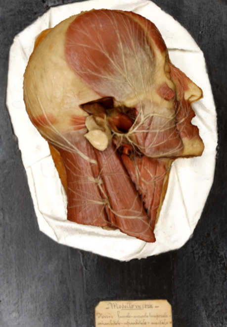 Museo di anatomia